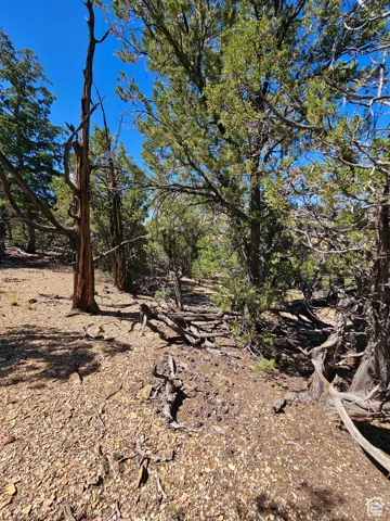Beautiful secluded 10 acres with tons of trees and views!