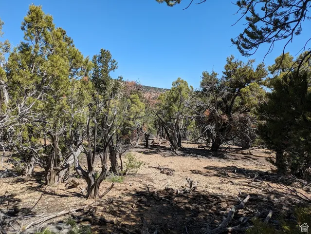 Beautiful secluded 10 acres with tons of trees and views!