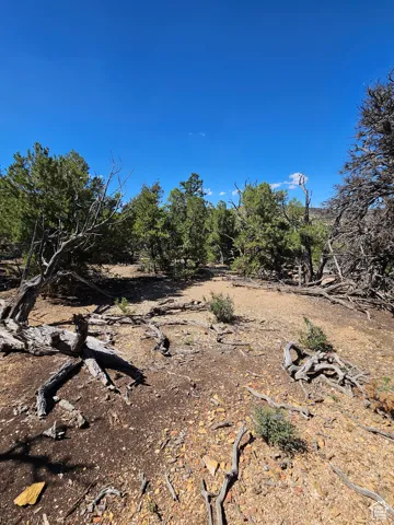 Beautiful secluded 10 acres with tons of trees and views!
