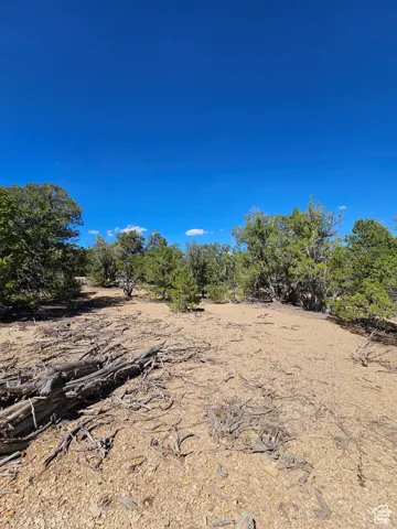 Beautiful secluded 10 acres with tons of trees and views!