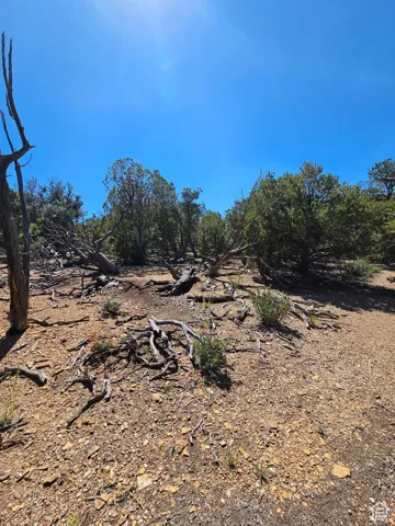 Beautiful secluded 10 acres with tons of trees and views!