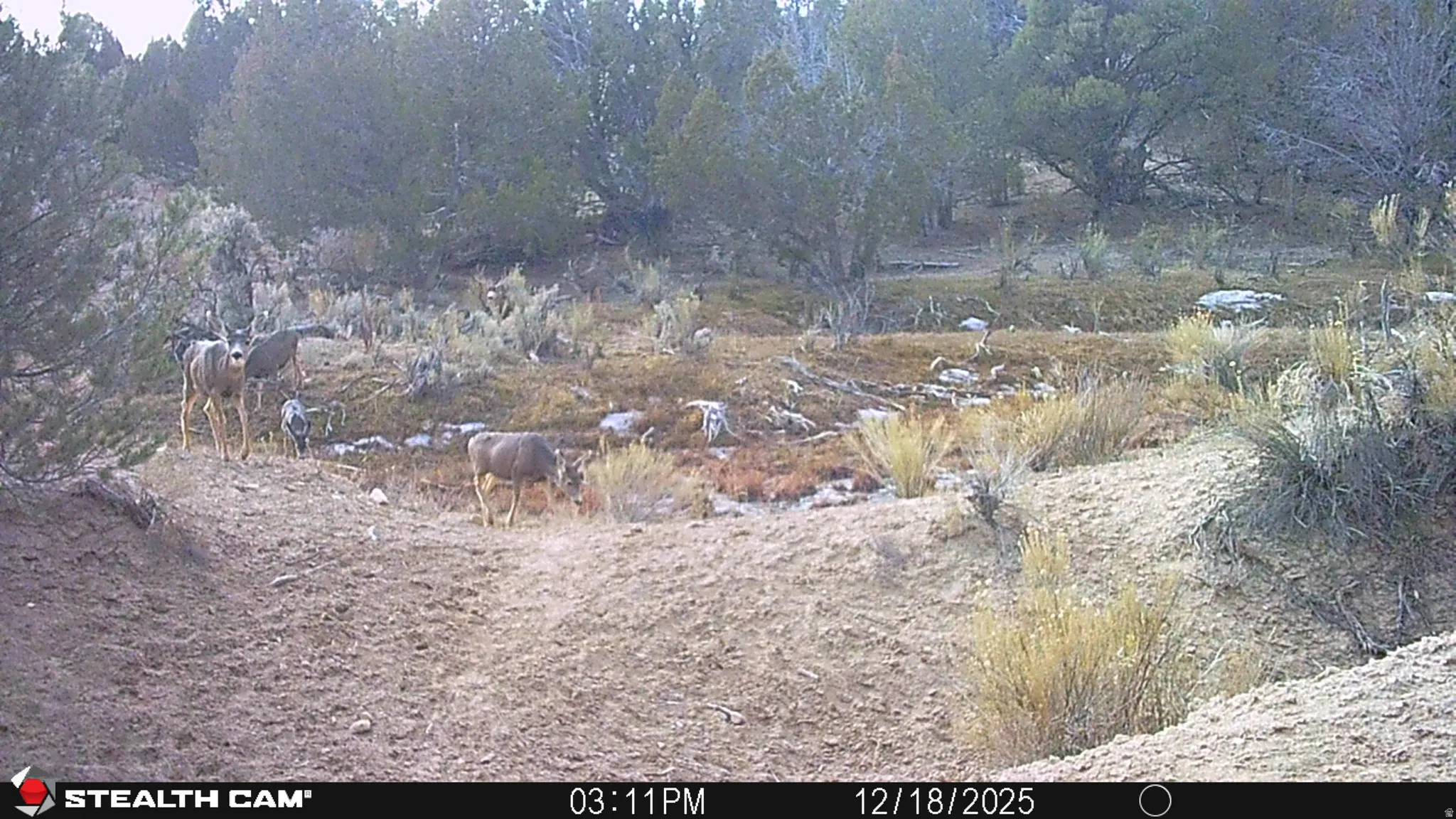 View of local wilderness