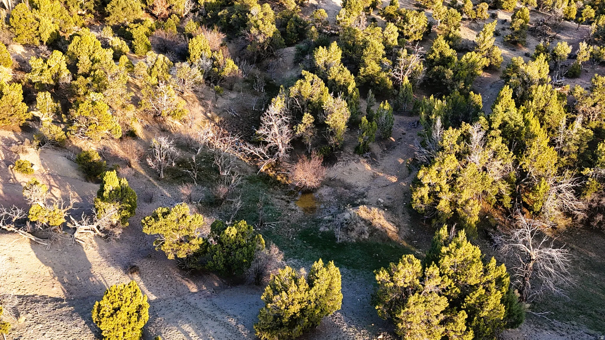Bird's eye view of a tree filled landscape