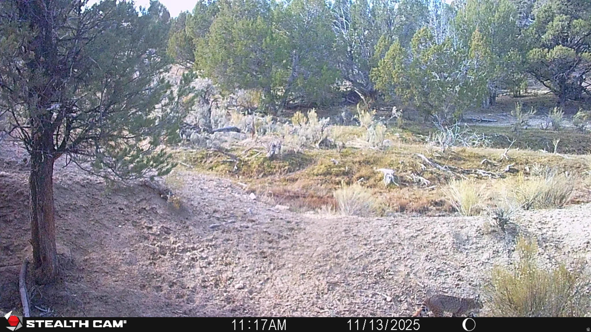 View of local wilderness