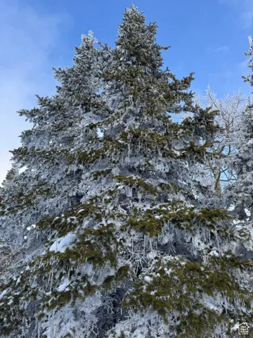 Large pines omn property