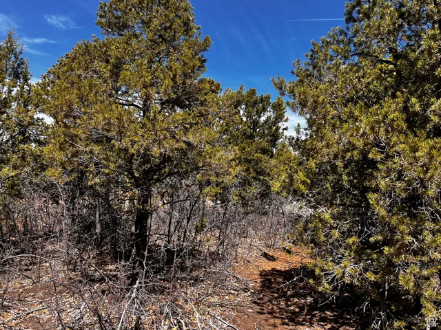 View of local wilderness