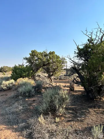 View of undeveloped land