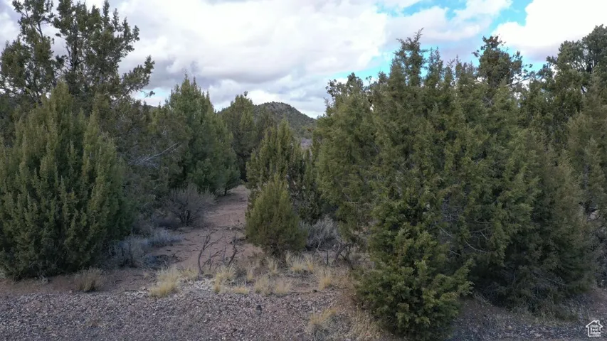 View of local wilderness with a wooded view