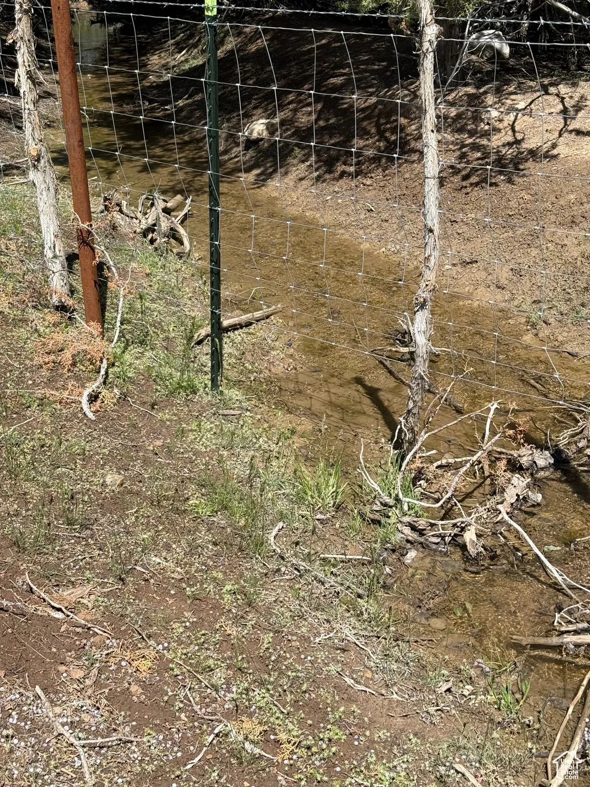 View of local wilderness