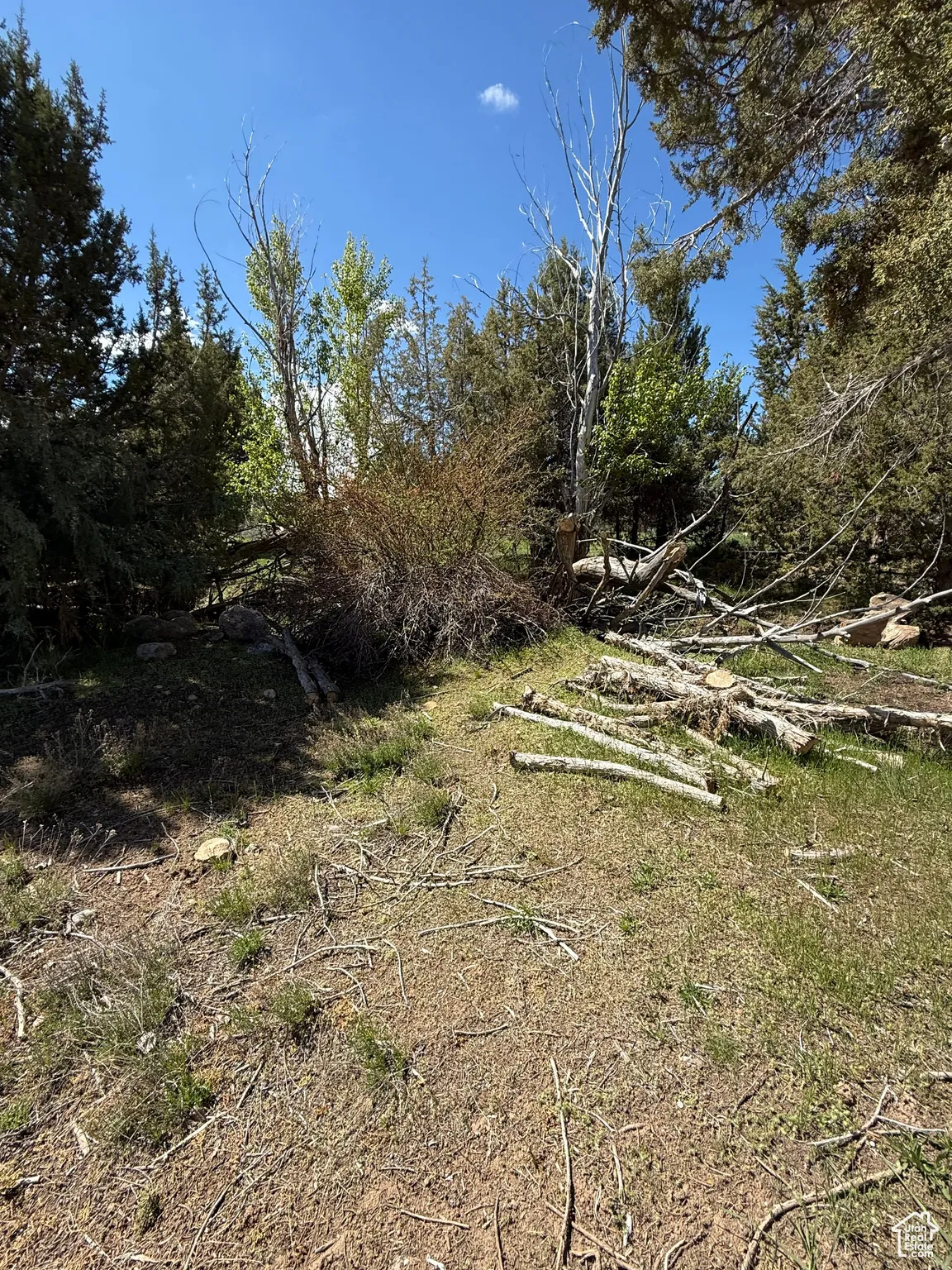 View of local wilderness