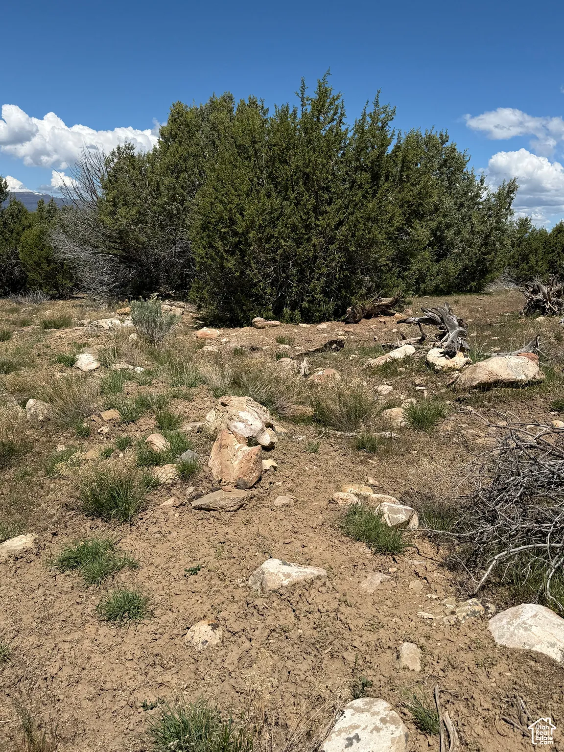 View of undeveloped land
