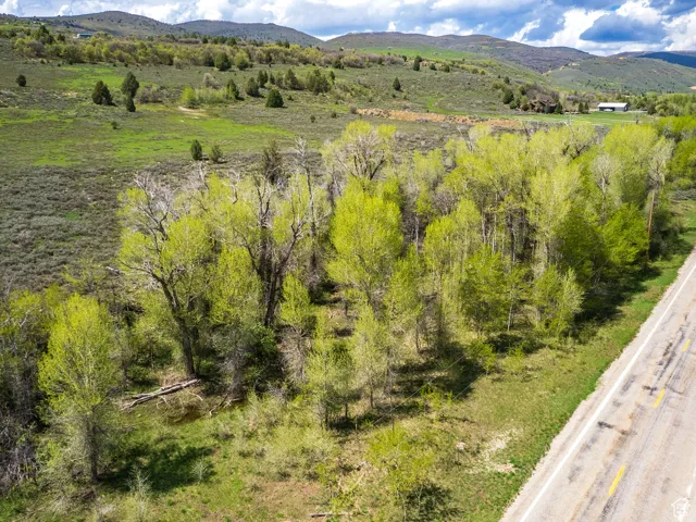 Trees on property