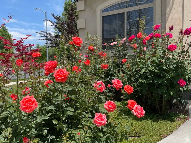 Roses!