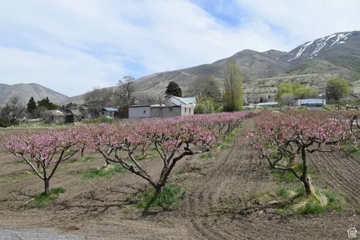 View of mountain backdrop with rural landscape and rows of crops
