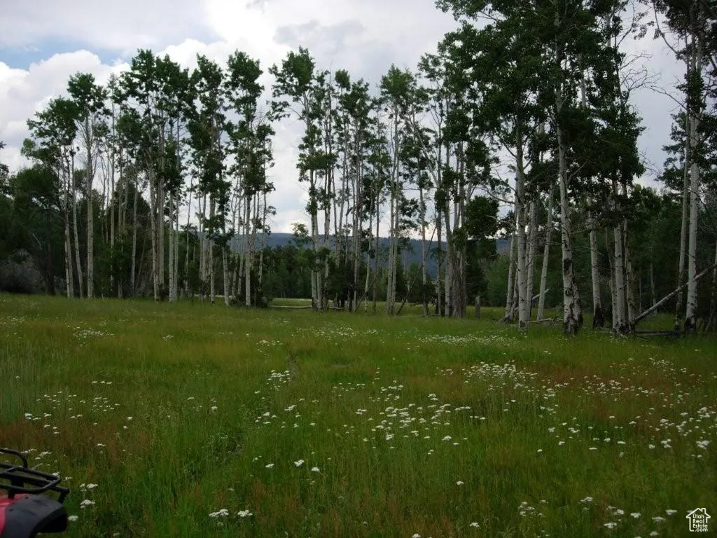 Upper Meadows in July