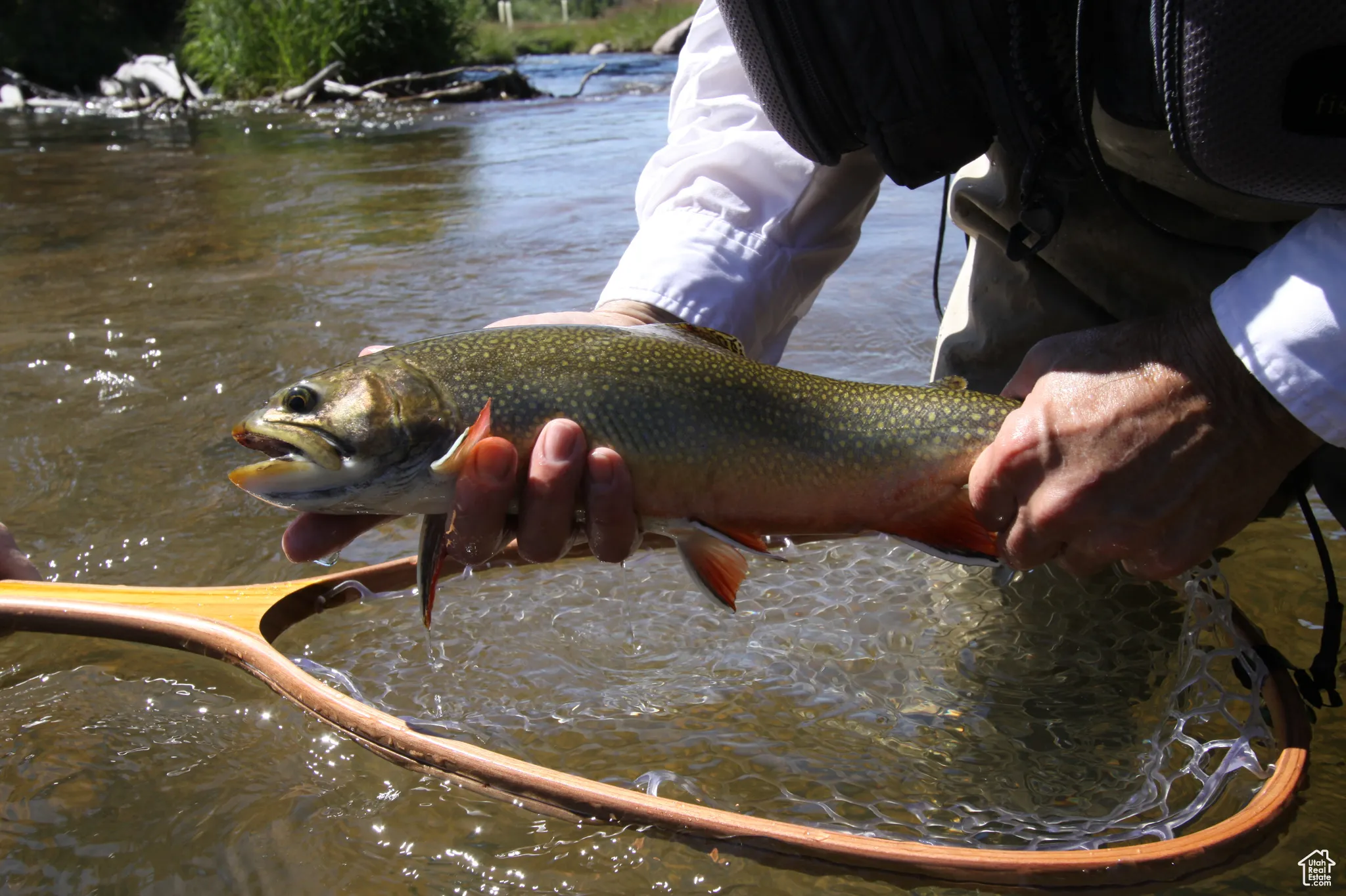 Healthy Brook Trout