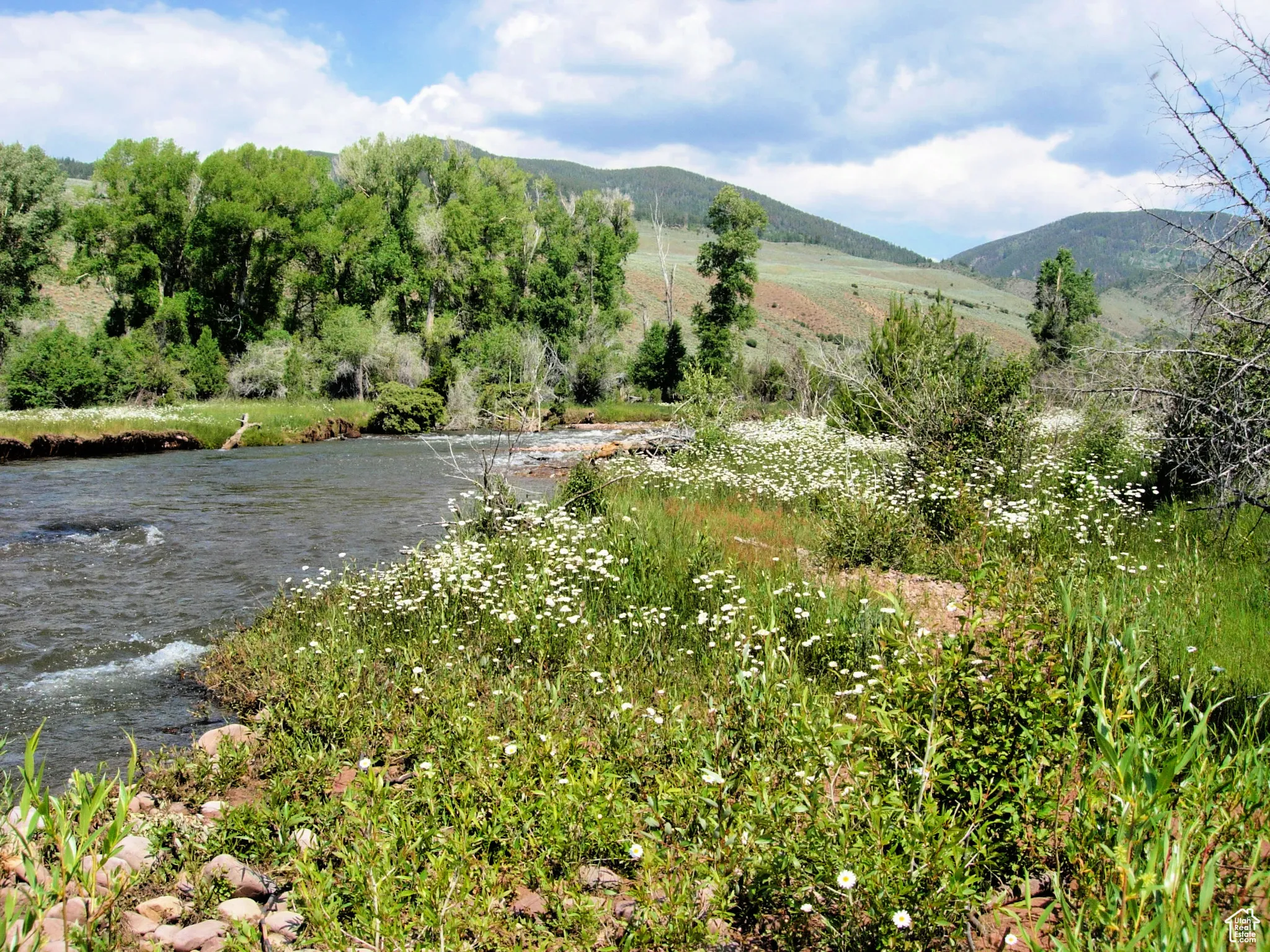 Wildflowers