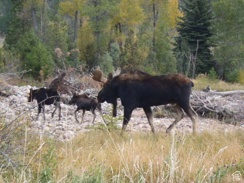 Resident Wildlife on the Ranch