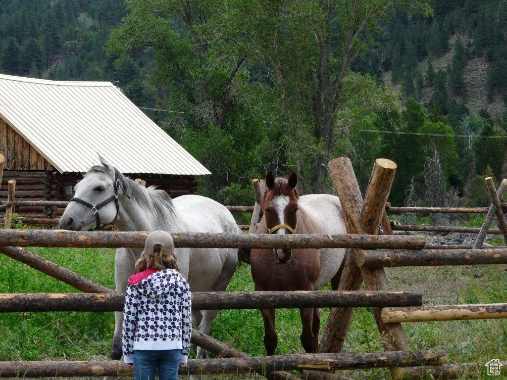 Horses