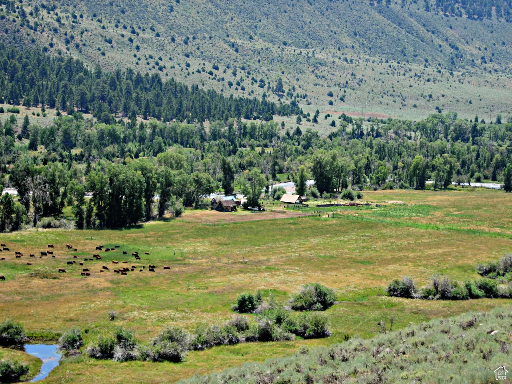 Grazing Cattle among the Original Homestead Buildings