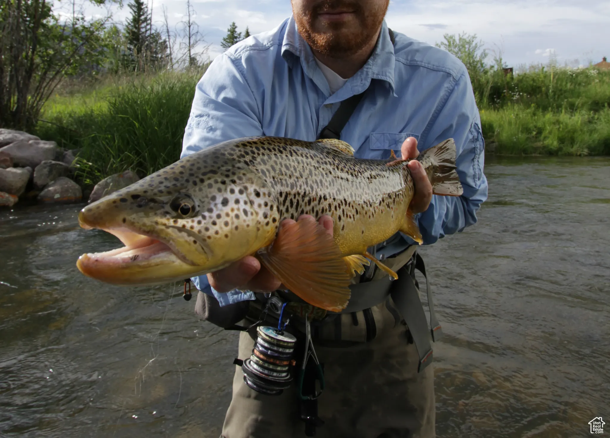 23" Brown Trout
