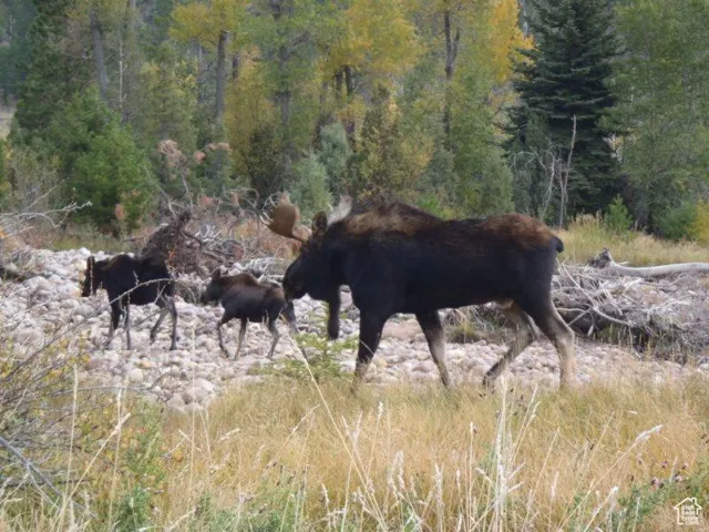 Resident Wildlife on the Ranch