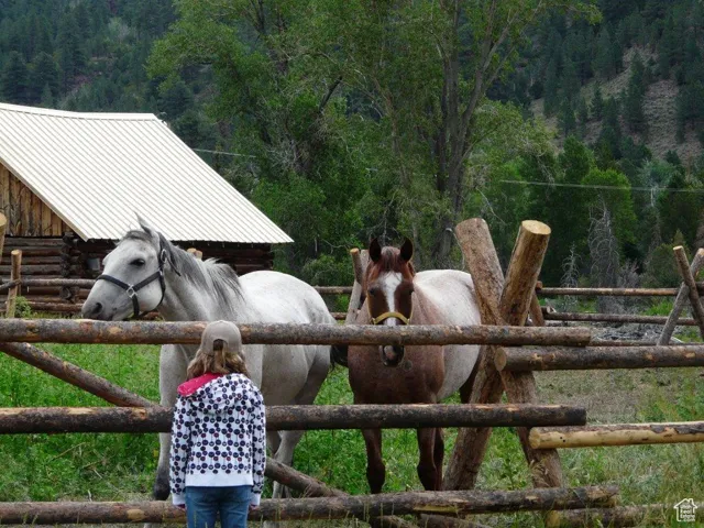 Horses