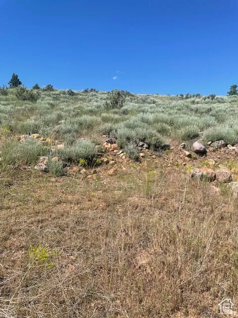 View of local wilderness