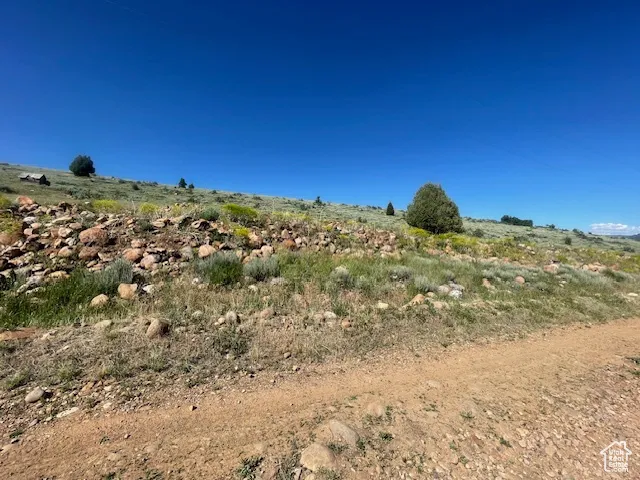 View of local wilderness