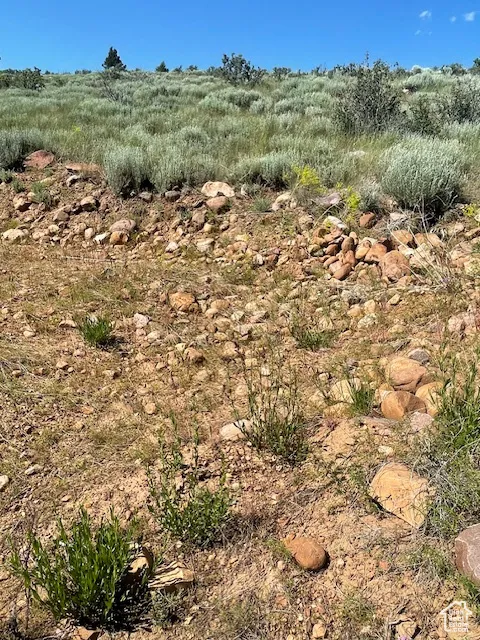 View of local wilderness