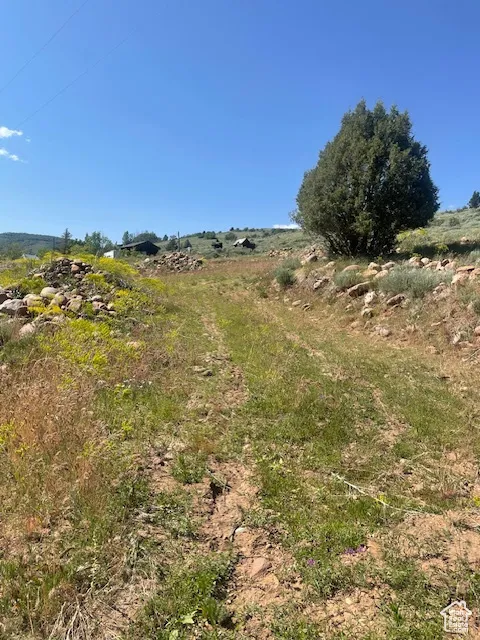 View of local wilderness