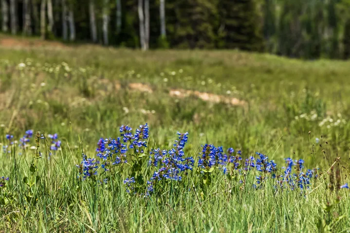 325 White Pine Canyon Rd, Park City, Utah 84060