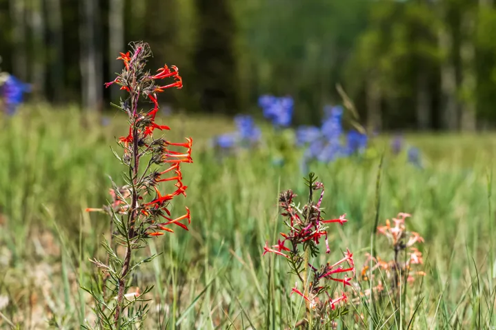 325 White Pine Canyon Rd, Park City, Utah 84060