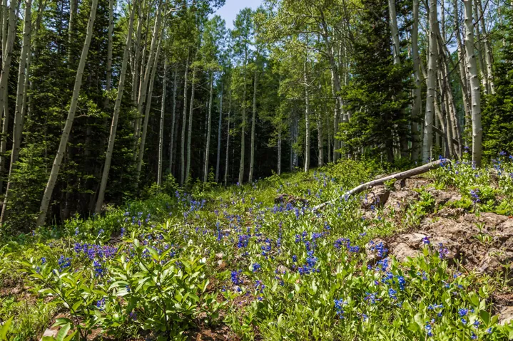 325 White Pine Canyon Rd, Park City, Utah 84060