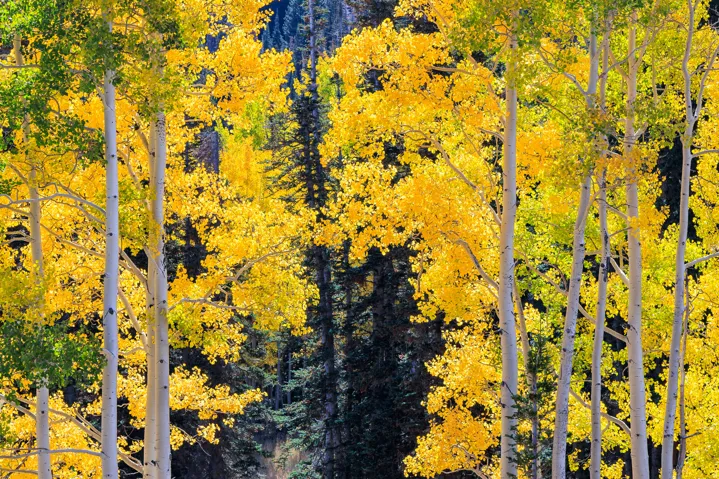 325 White Pine Canyon Rd, Park City, Utah 84060