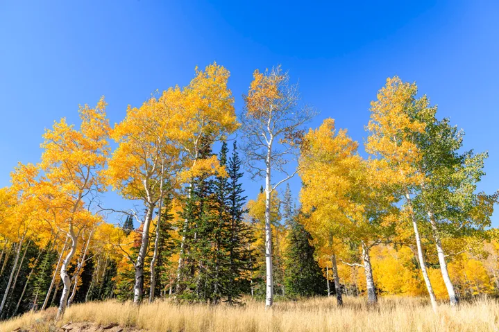 325 White Pine Canyon Rd, Park City, Utah 84060