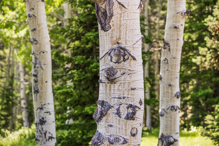 325 White Pine Canyon Rd, Park City, Utah 84060