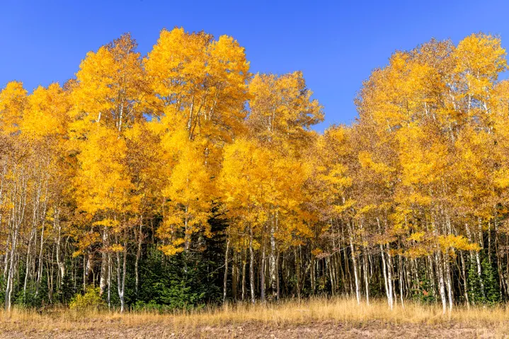 325 White Pine Canyon Rd, Park City, Utah 84060