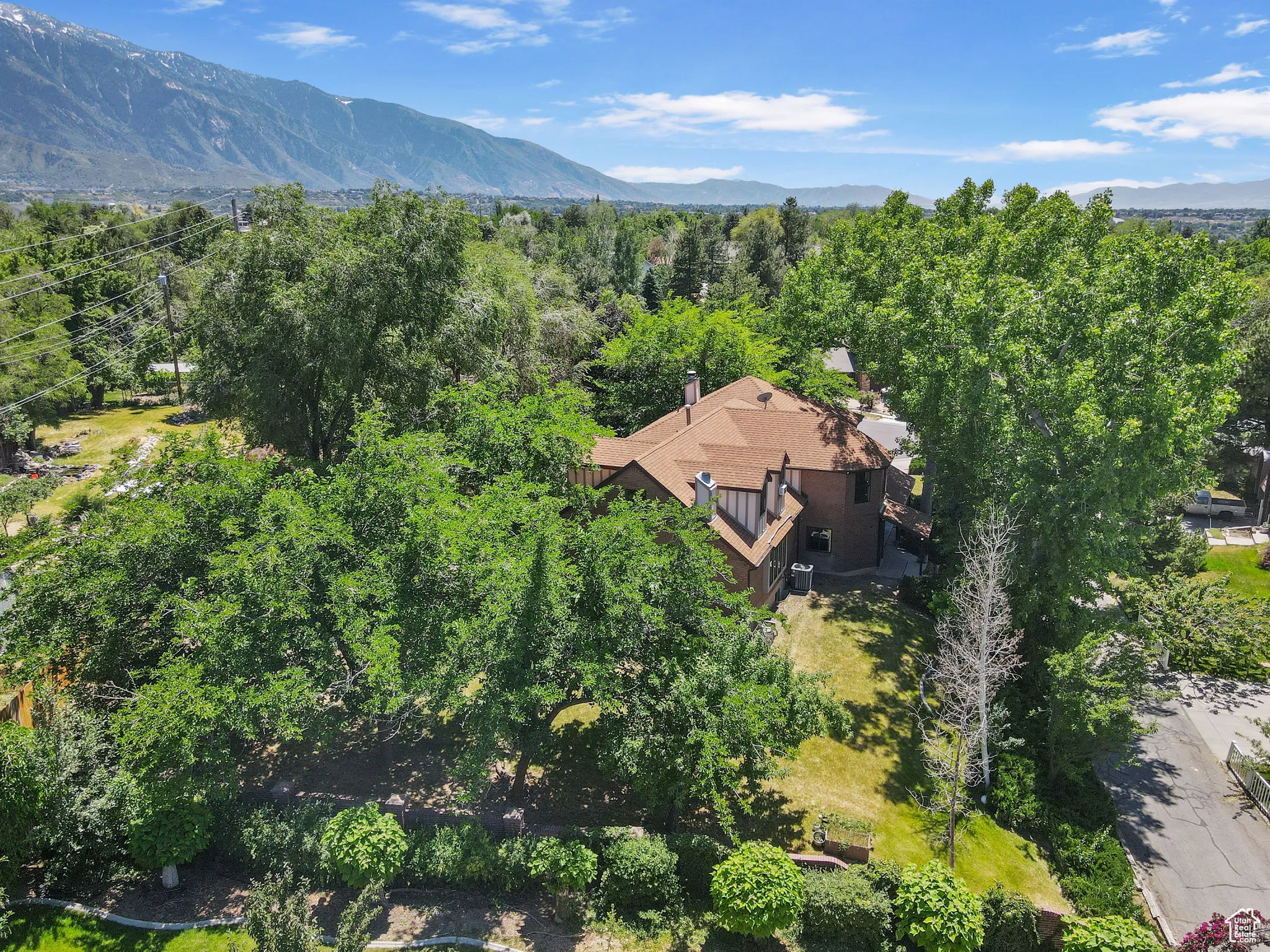 Mature Trees provide Privacy