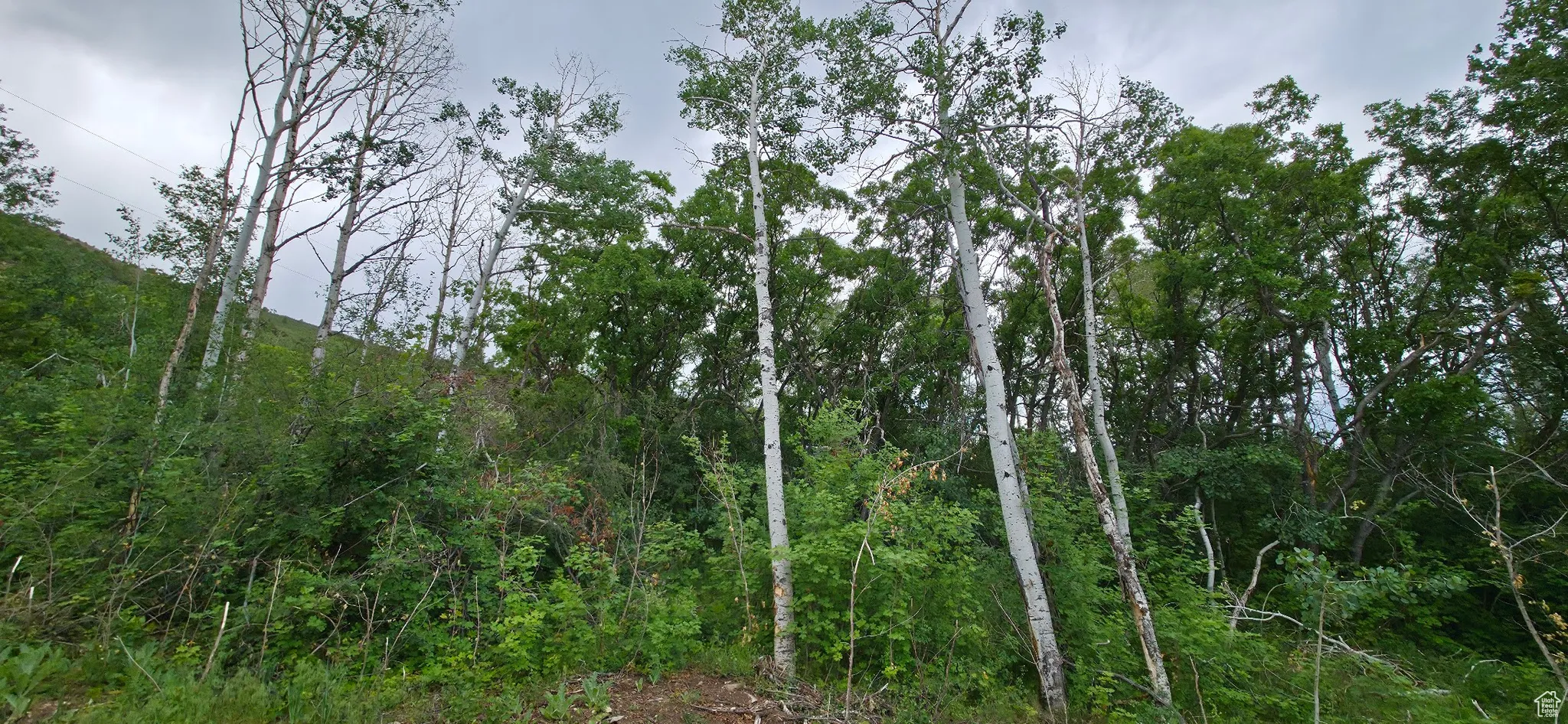 Eastern portion of lot boundary