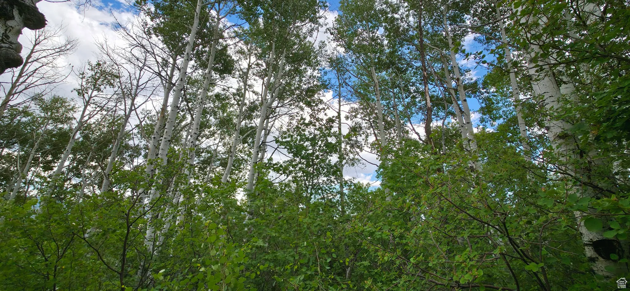 Quaking Aspens Northeast facing view