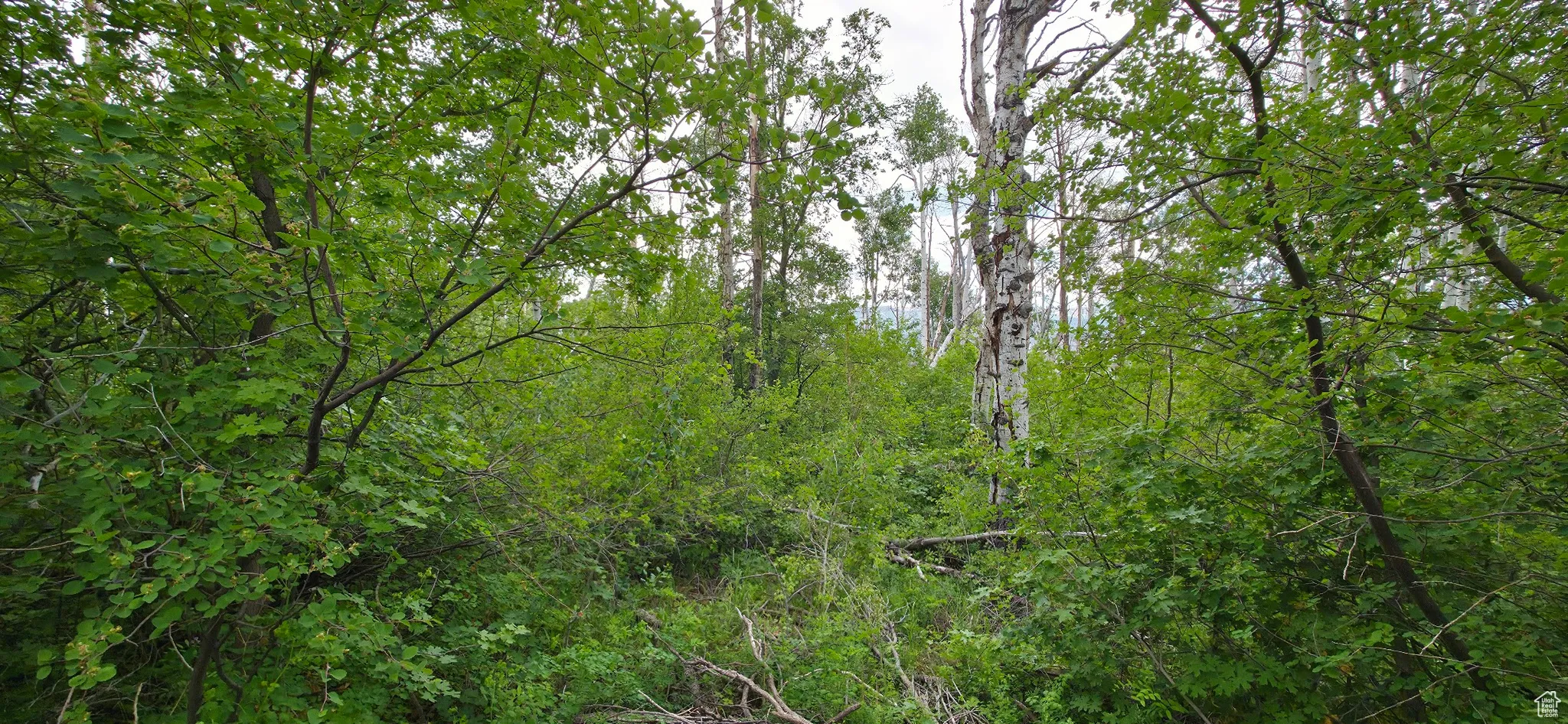 View facing West possible cabin location