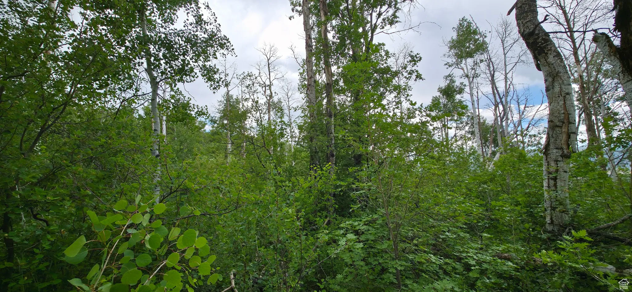 Quaking Aspens West facing view