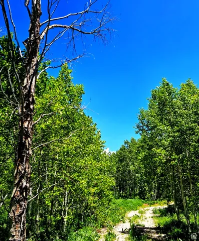 View of woods