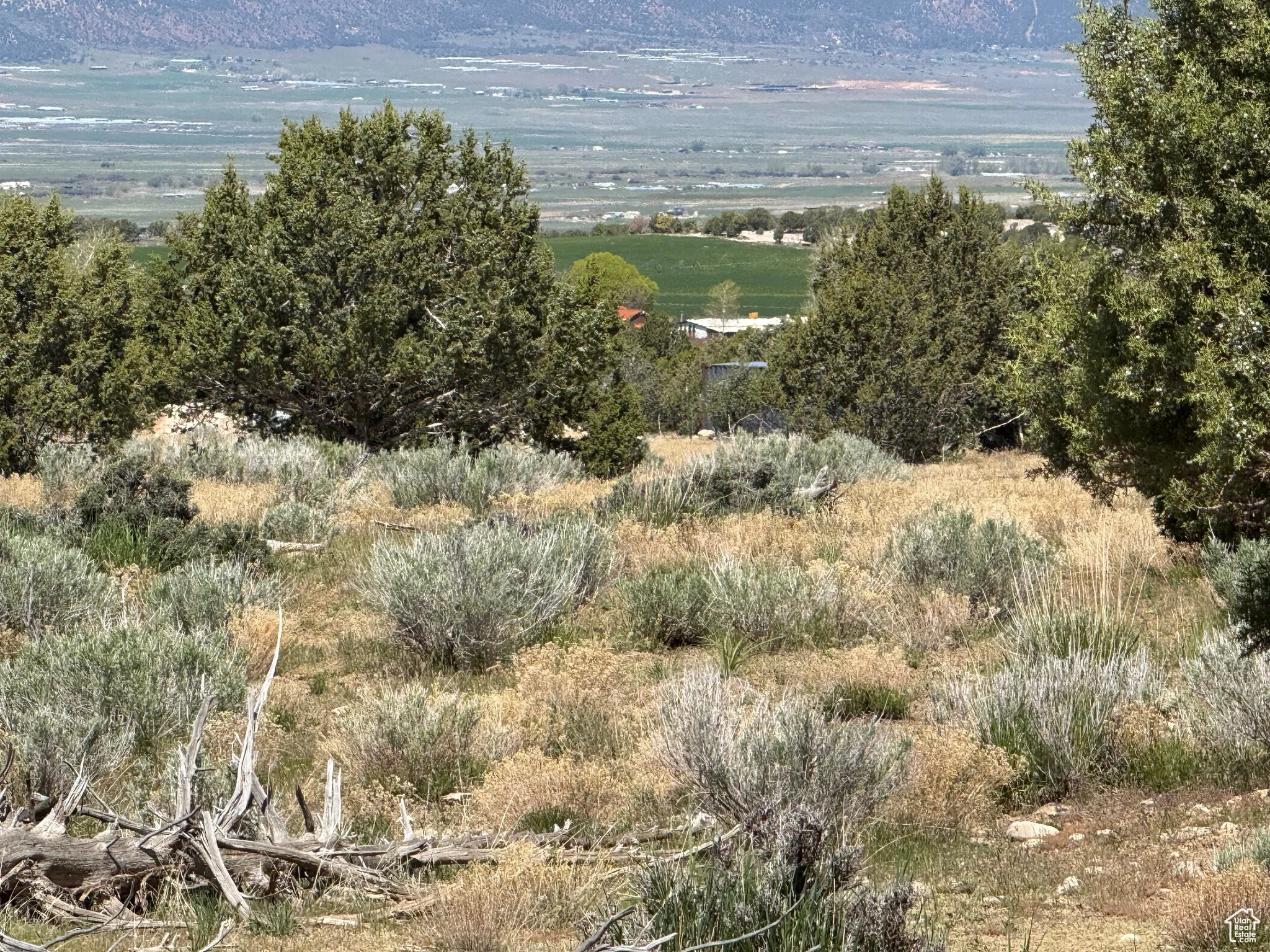 View of local wilderness