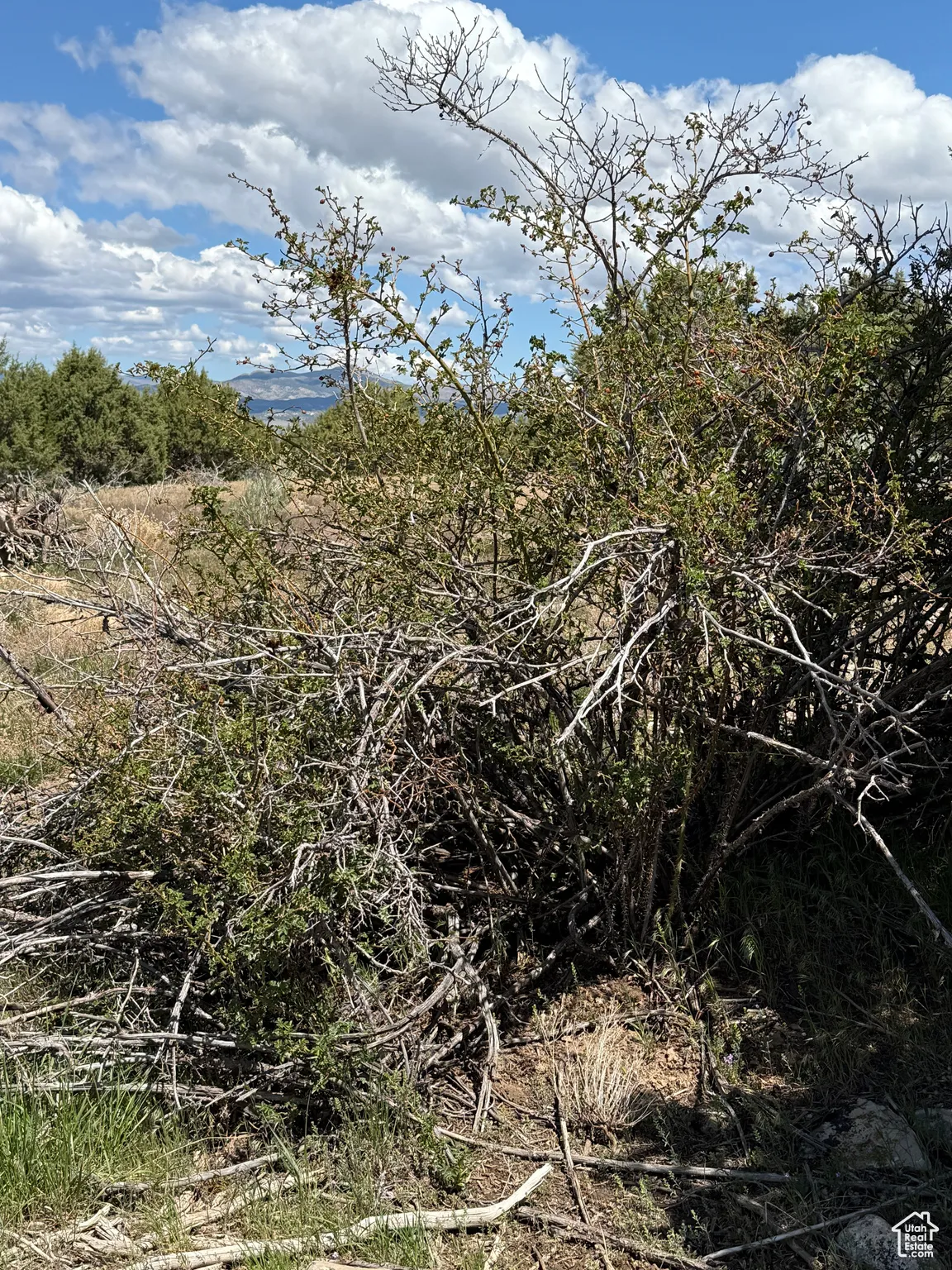 View of undeveloped land