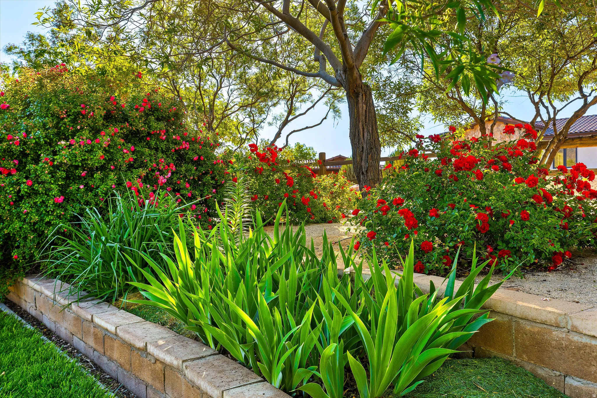 Lush garden featuring vibrant red flowering bushes, mature trees providing canopy, and a stone-block retaining wall