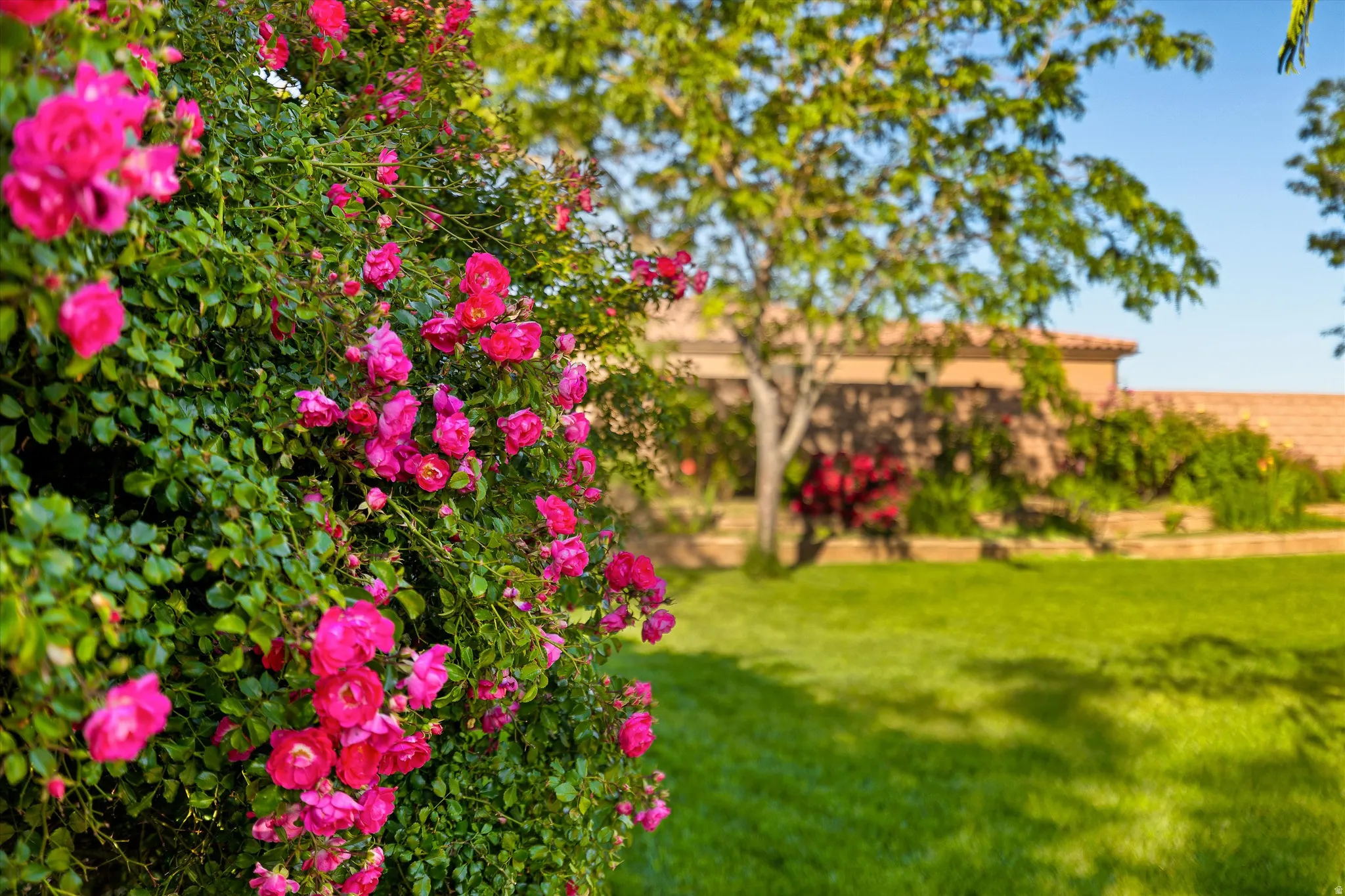 Lush floral landscaping featuring vibrant pink blooms and green foliage