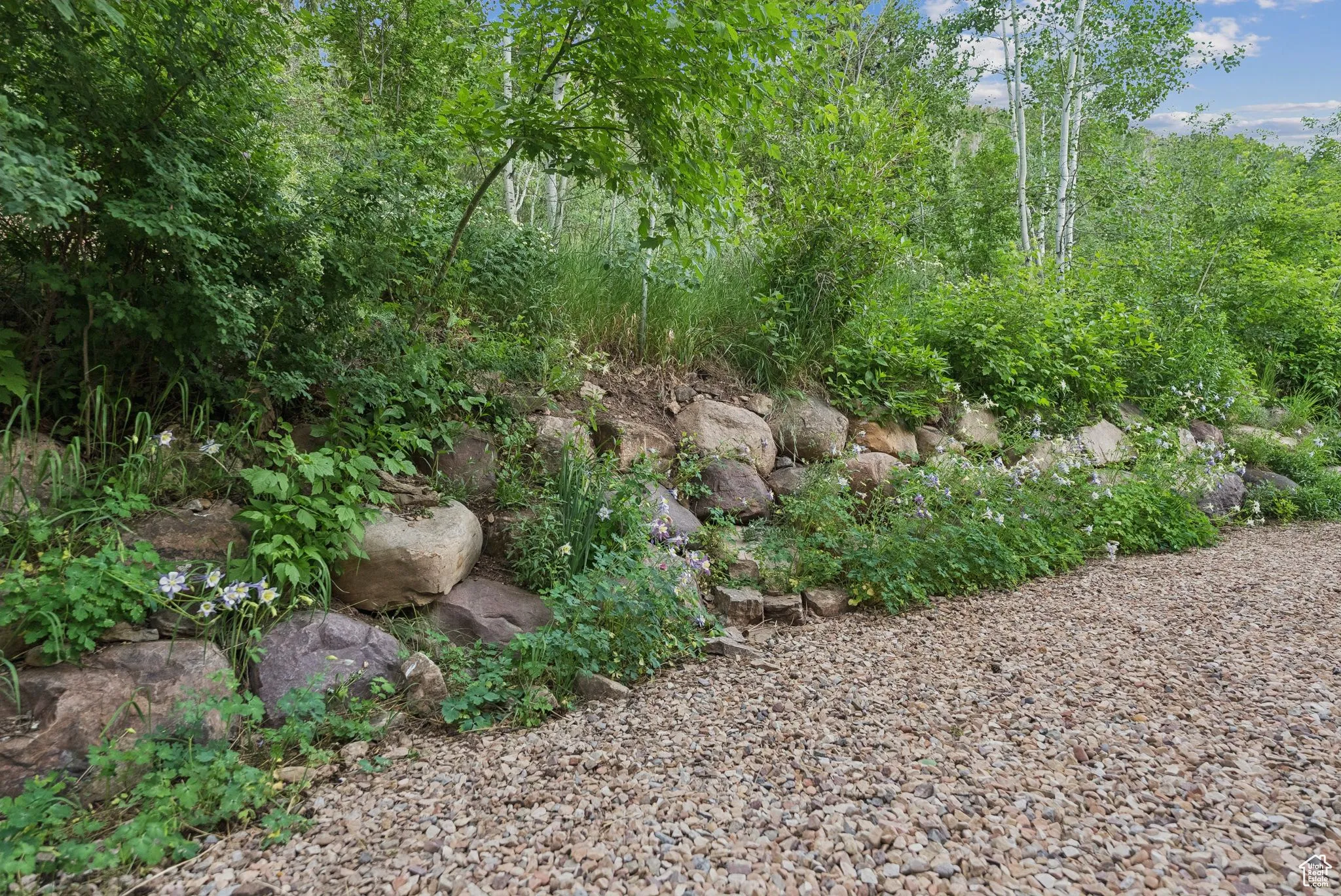 Columbine in late spring