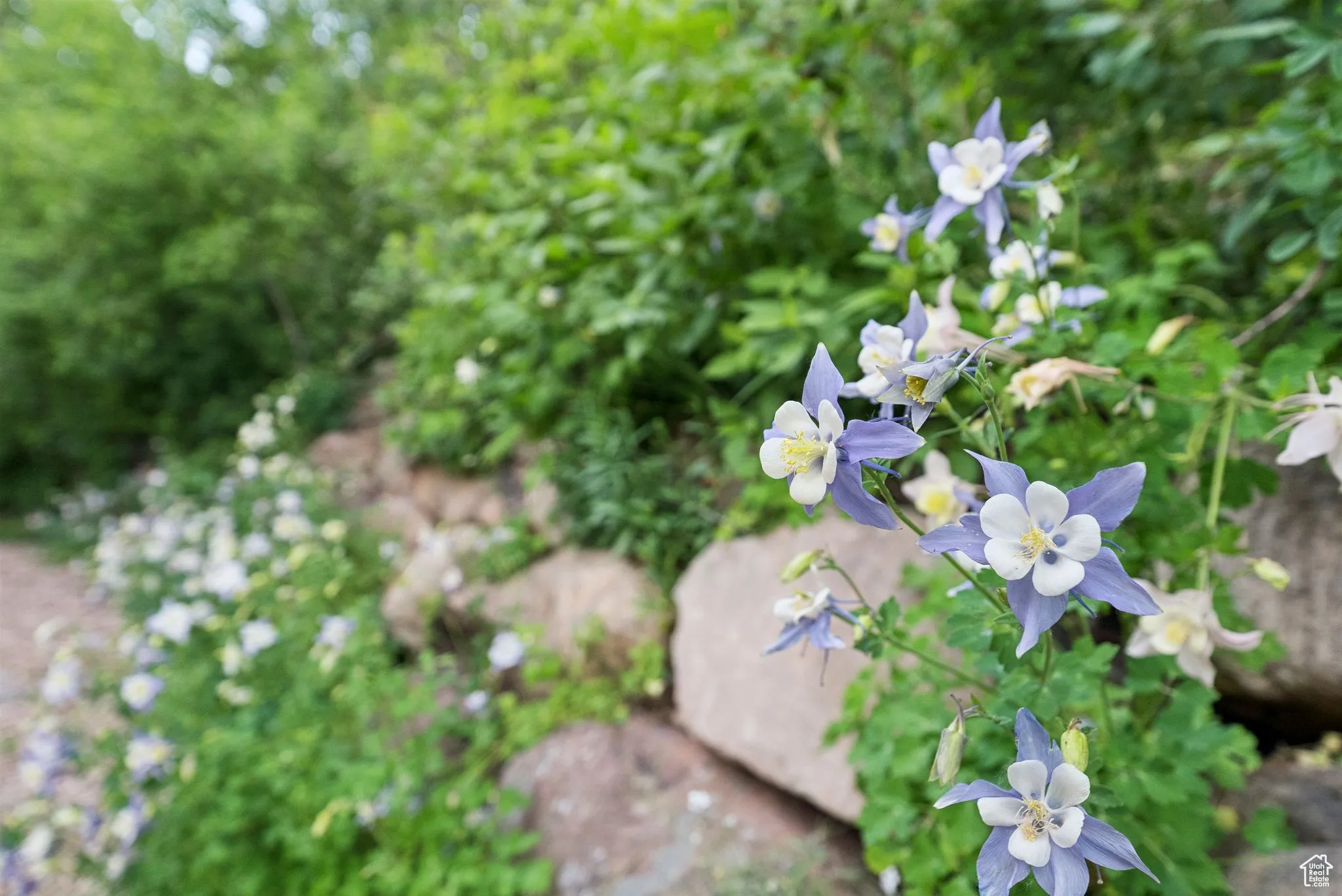 Columbine in late spring